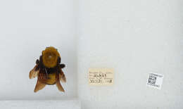 Image of Morrison Bumble Bee