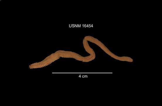 Image of Earthworm