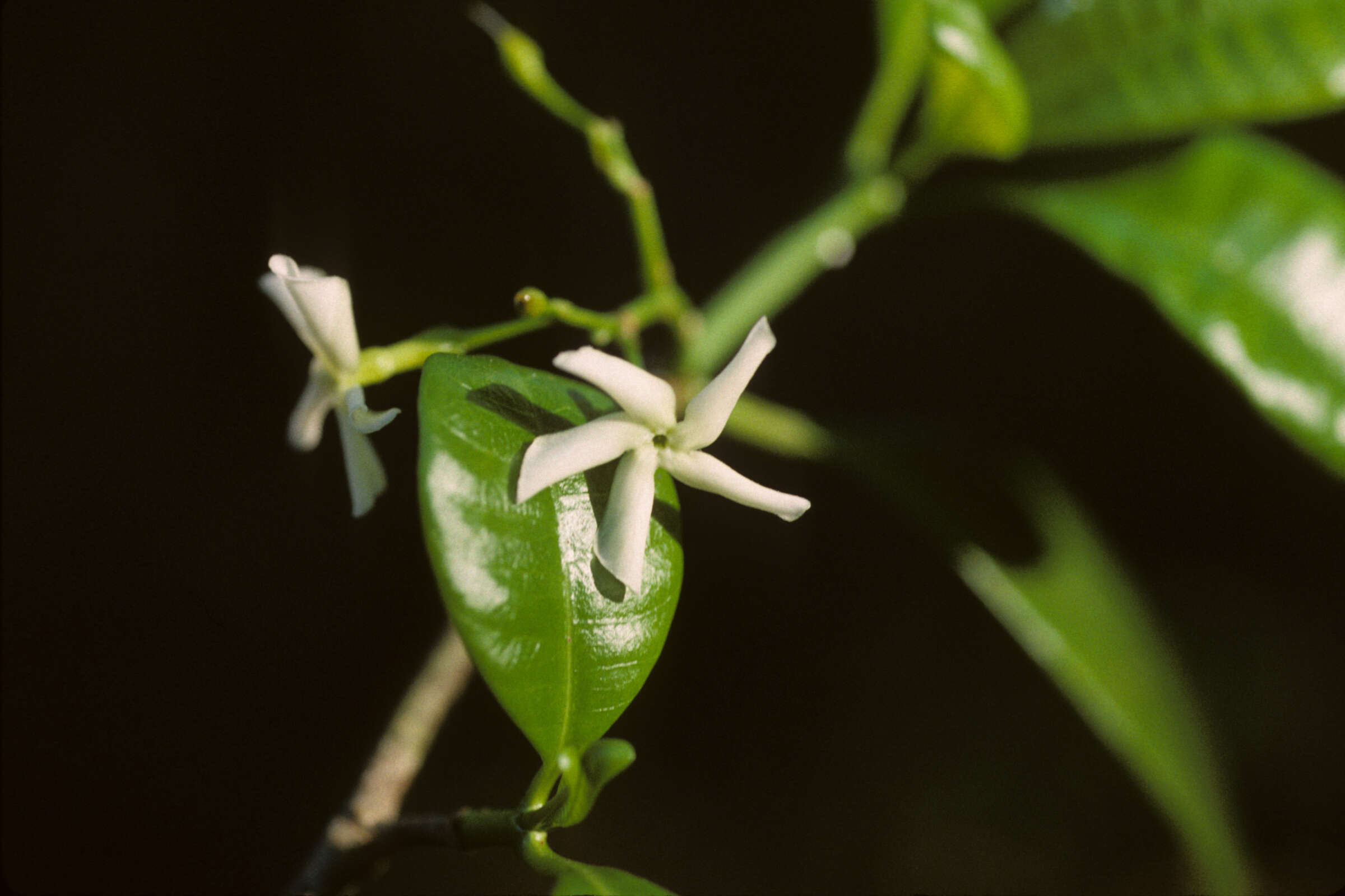 Image of white milkwood