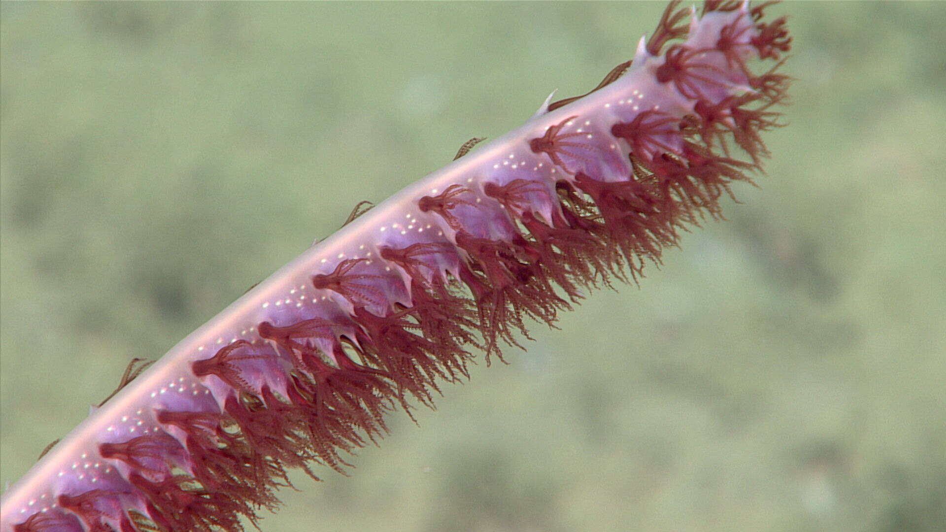 Image of Halipteridae Williams 1995