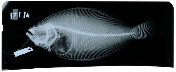 Imagem de Paralichthys ophryas