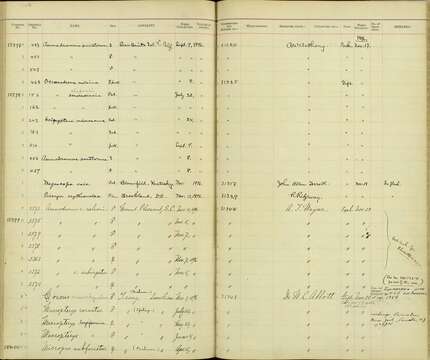 Passerculus sandwichensis guttatus Lawrence 1867 resmi