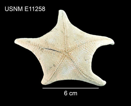 Image of Pillsburiaster geographicus Halpern 1970