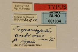 Image of Tropanisopodus andinus Tippmann 1960