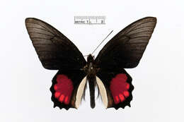 Sivun Parides orellana (Hewitson 1852) kuva