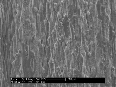 Image of Puccinellia magellanica (Hook. fil.) Parodi