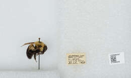 صورة Bombus bimaculatus Cresson 1864