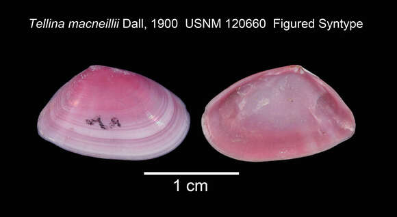 Image of Ameritella felix (Hanley 1844)