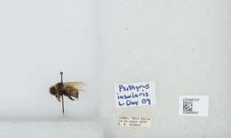 Image de Bombus insularis (Smith 1861)