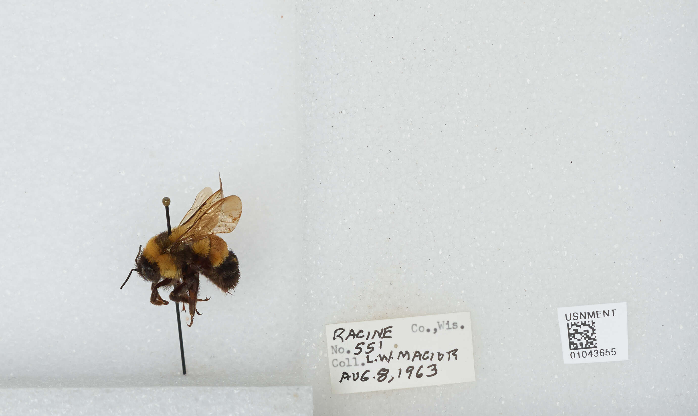 Слика од Bombus affinis Cresson 1864