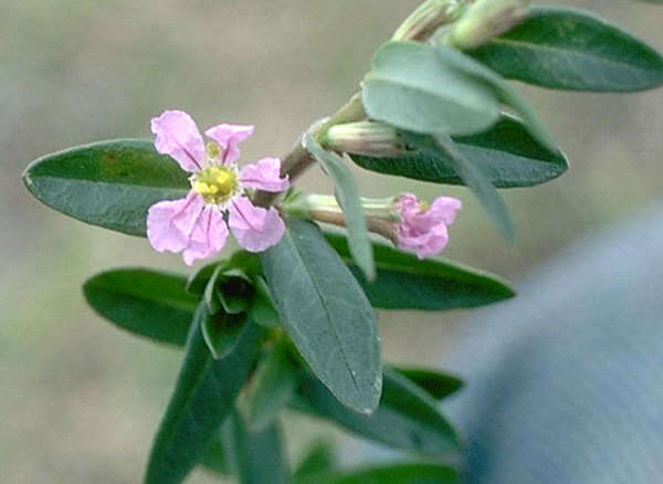 Image de Lythrum maritimum Kunth