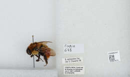 Image of Bombus ephippiatus Say 1837