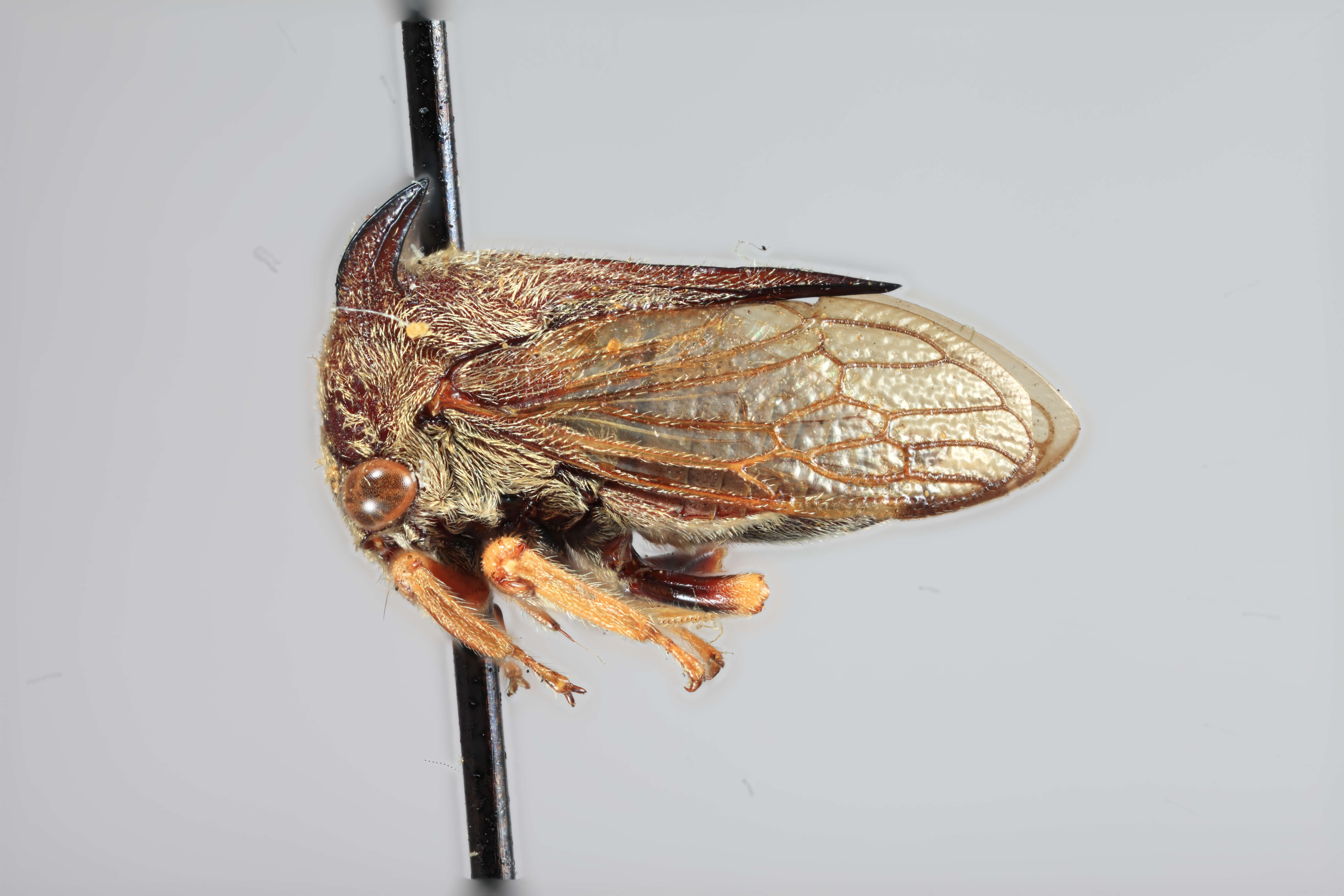 Image of Tricentrus manilaensis Funkhouser 1927
