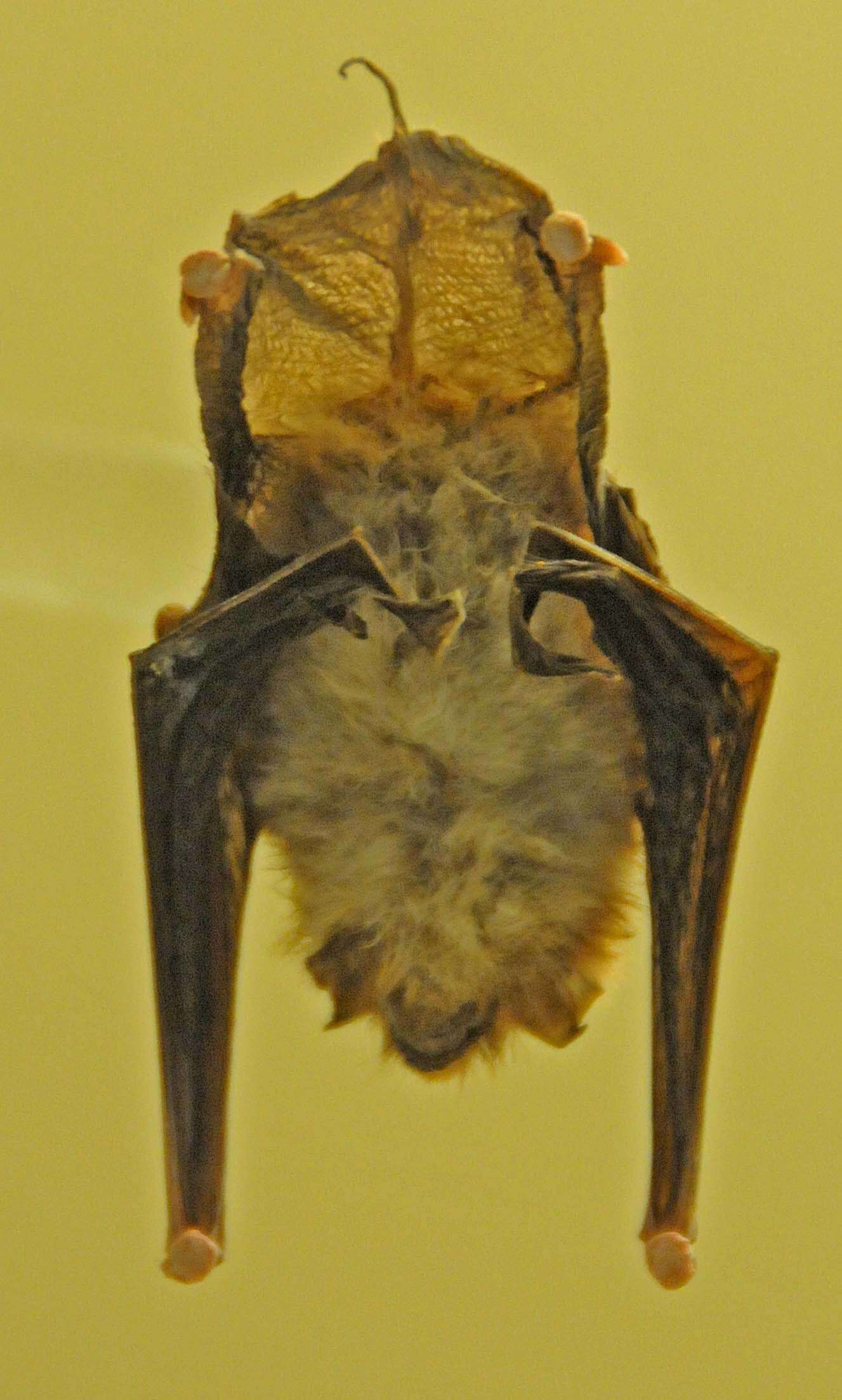 Sivun Thyroptera tricolor albiventer (Tomes 1856) kuva