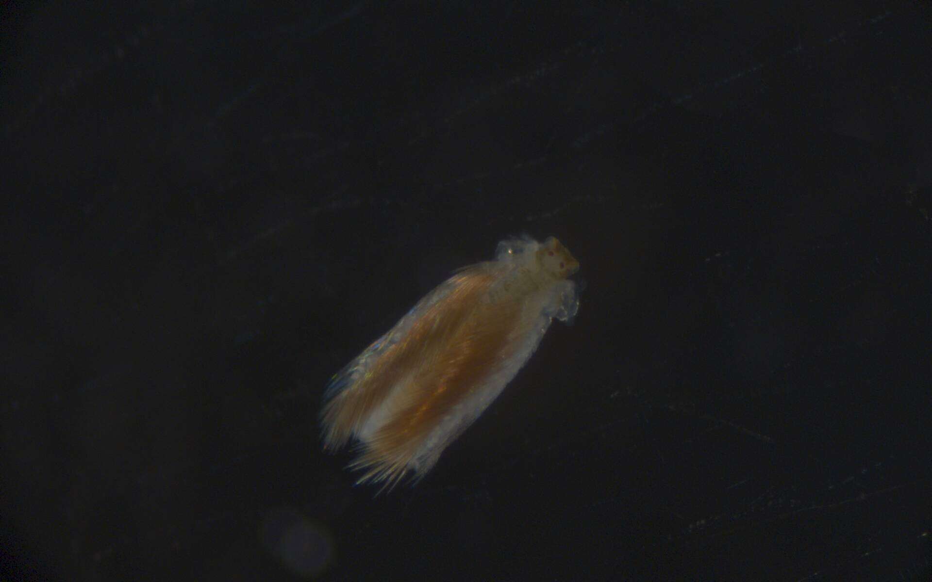 Image of Spionidae