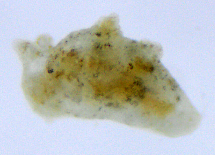 Image of Polycerella A. E. Verrill 1880