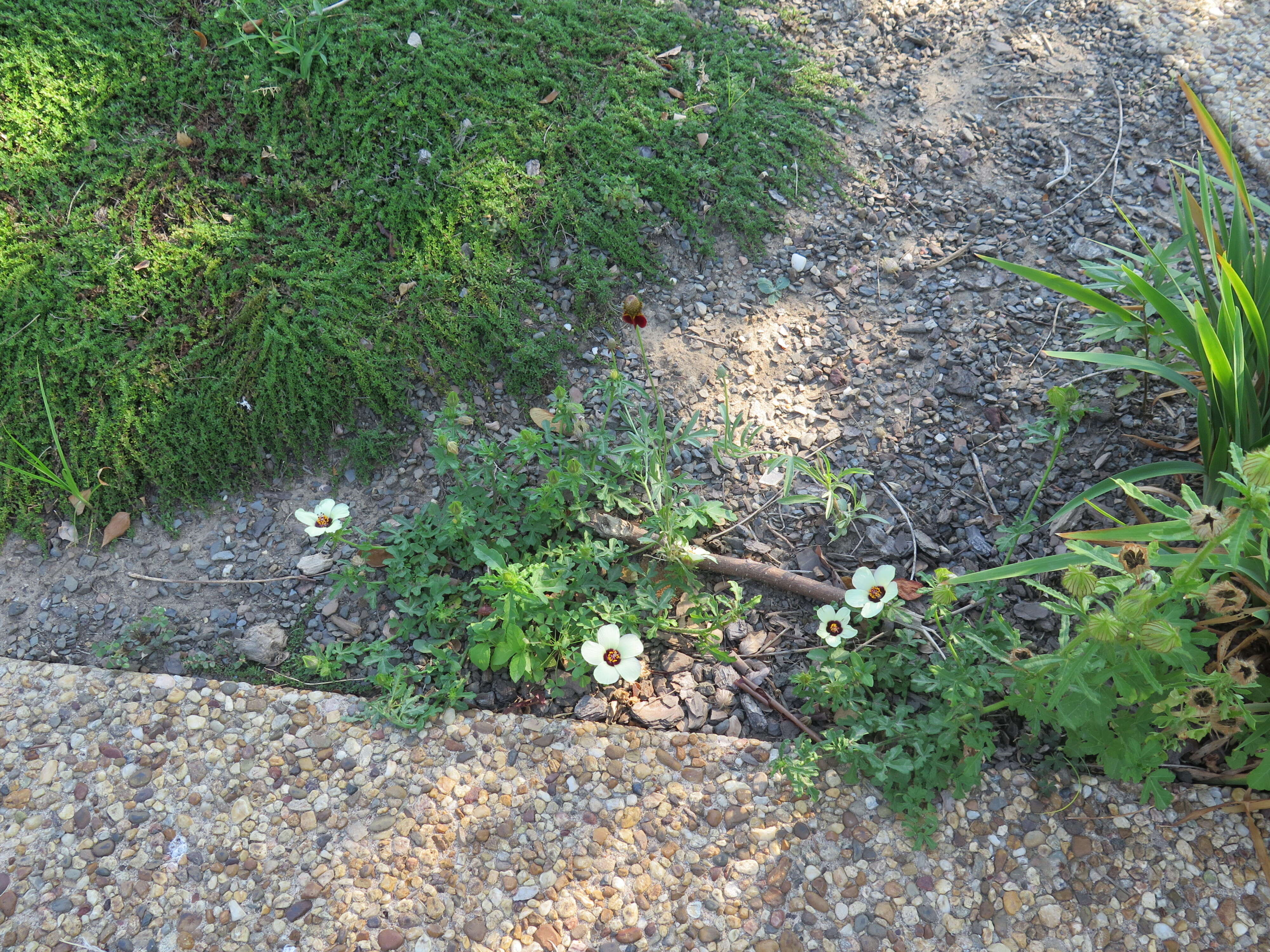 Image of flower of an hour