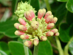 Image of Rain tree