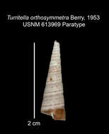 Image of Turritella cooperi Carpenter 1864