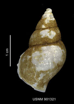 Image of Probuccinum tenerum (E. A. Smith 1907)