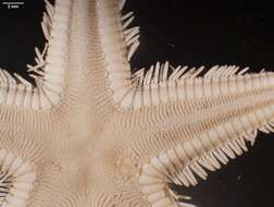 Image of Astropecten marginatus Gray 1840