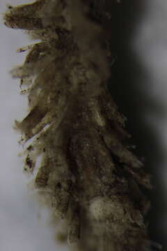 Image of Alcyonidium mamillatum Alder 1857