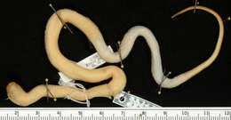 Image of Crowned False Boa