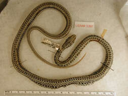 Image of Fronted Ground Snake