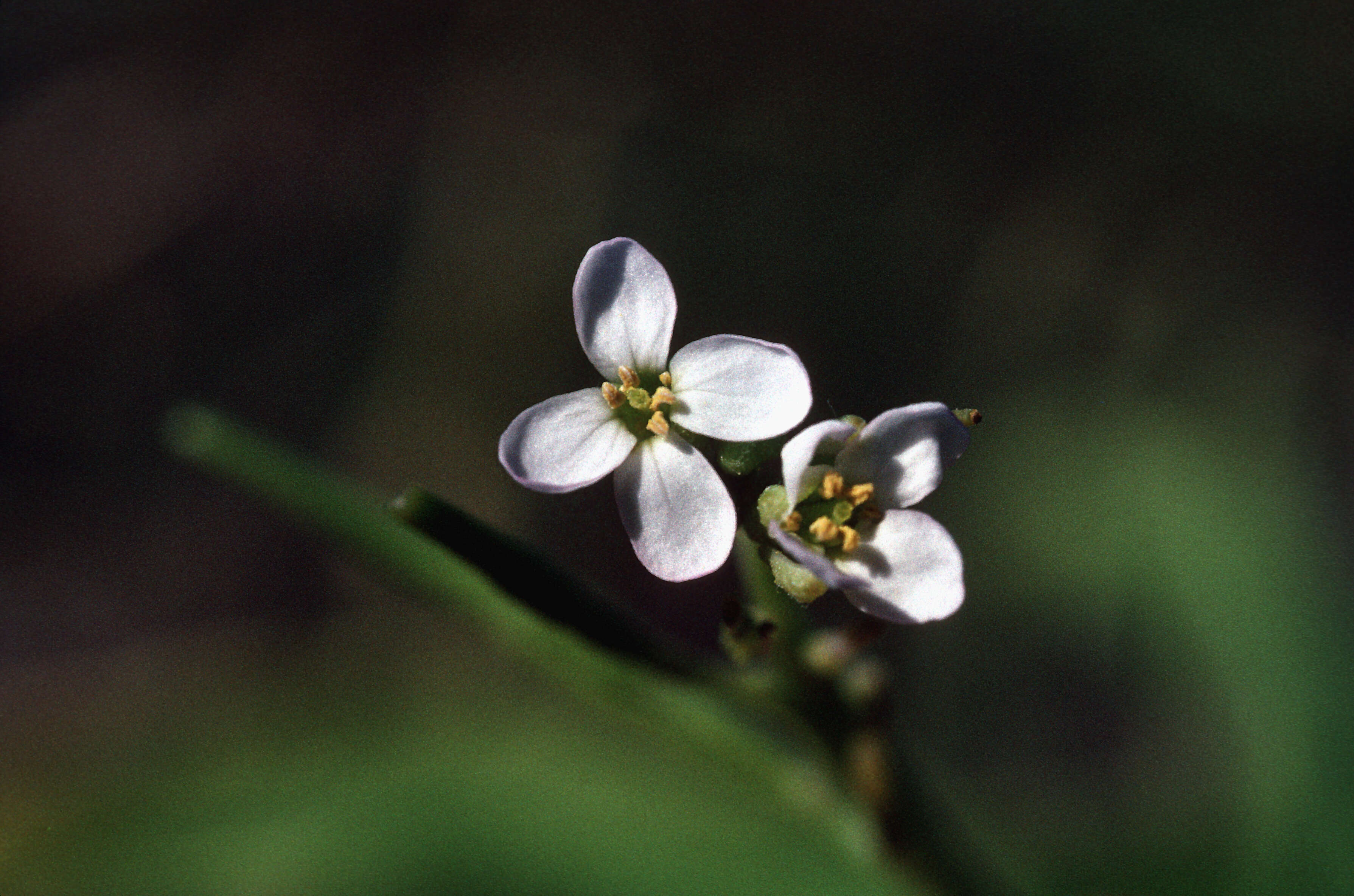 Image de Cakile lanceolata (Willd.) O. E. Schulz