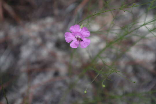 Image of threadleaf false foxglove