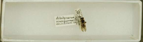 Image of Allodynerus vinciguerrae (Guiglia 1929)