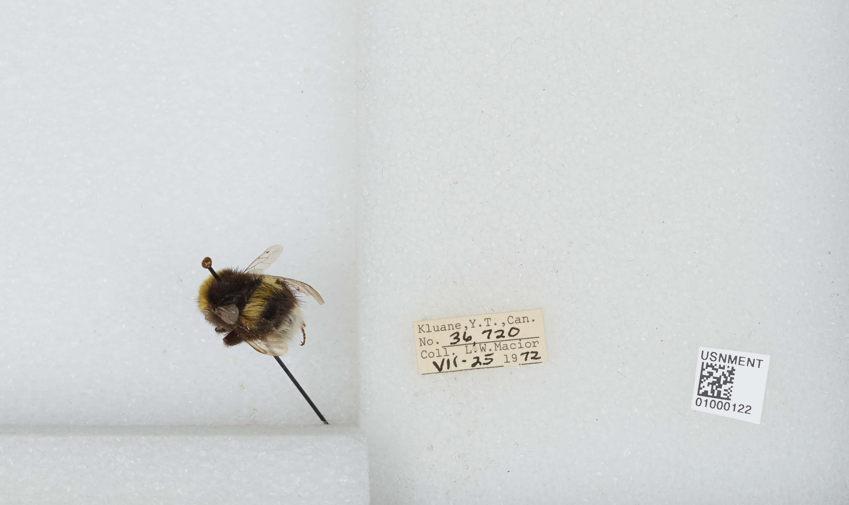 Image of White-tailed bumblebee