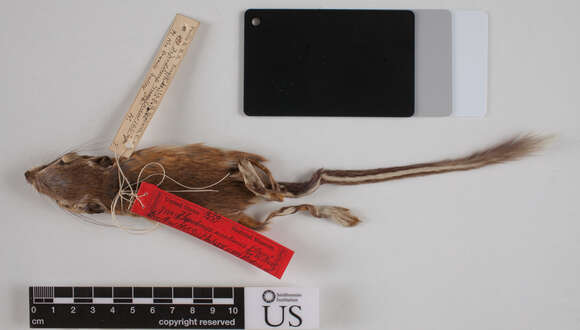 Image of plains harvest mouse