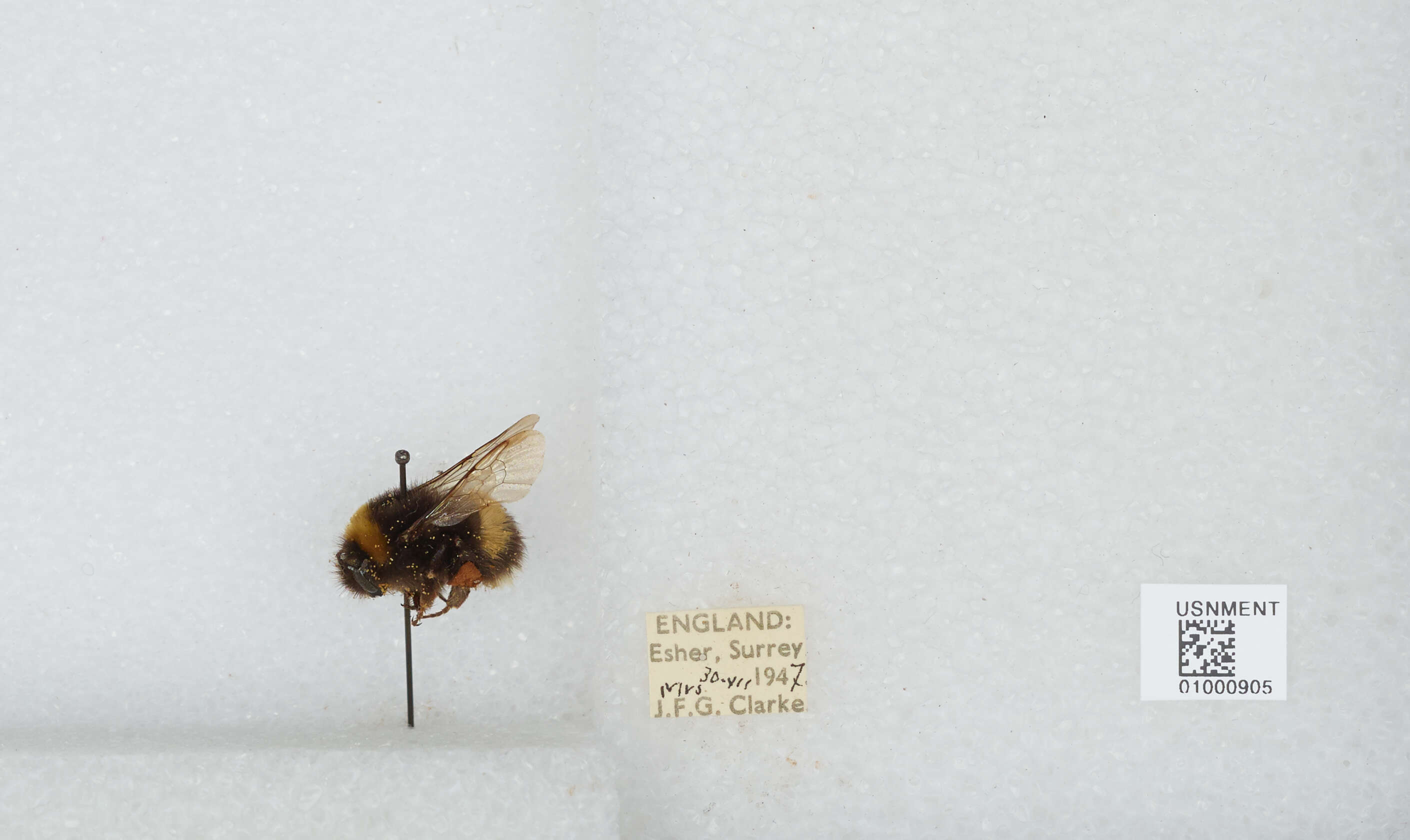 Image of White-tailed bumblebee