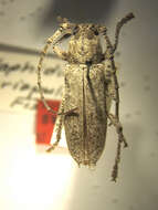 Anelaphus crispulus (Fisher 1947) resmi