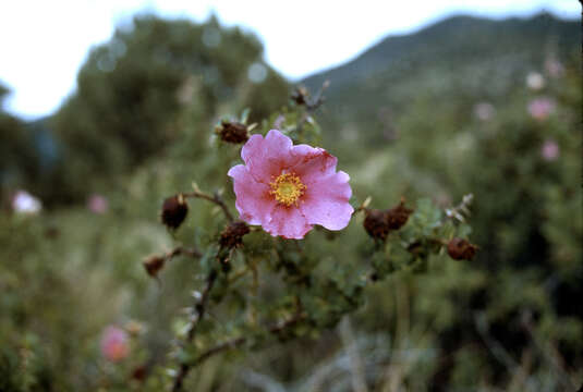 Image of desert rose