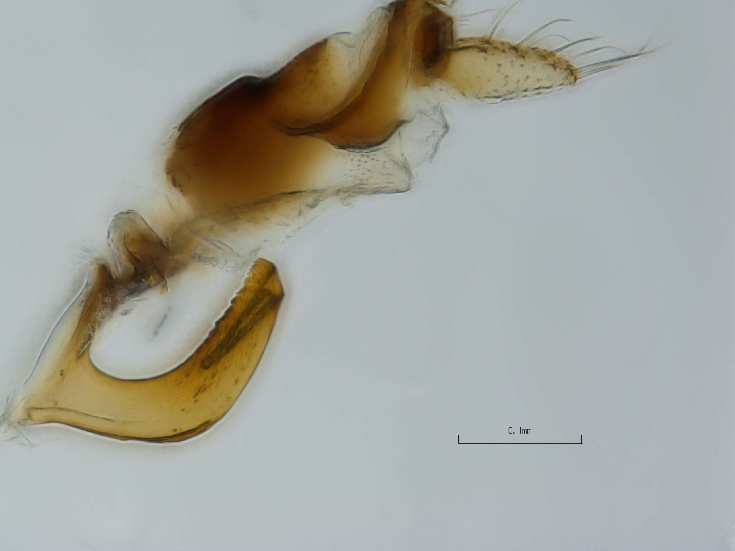 Image of Scaphytopius (Cloanthanus) cinereus Osborn & Ball 1897