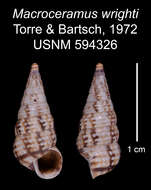 Imagem de Macroceramus wrighti C. Torre & Bartsch 2008