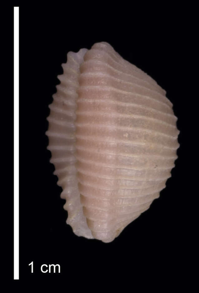 Image of Dolichupis malvabasis Dolin 2001