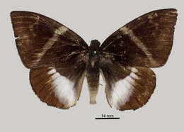 Image of Castniomera