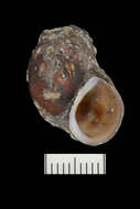 Image of Painted rocksnail