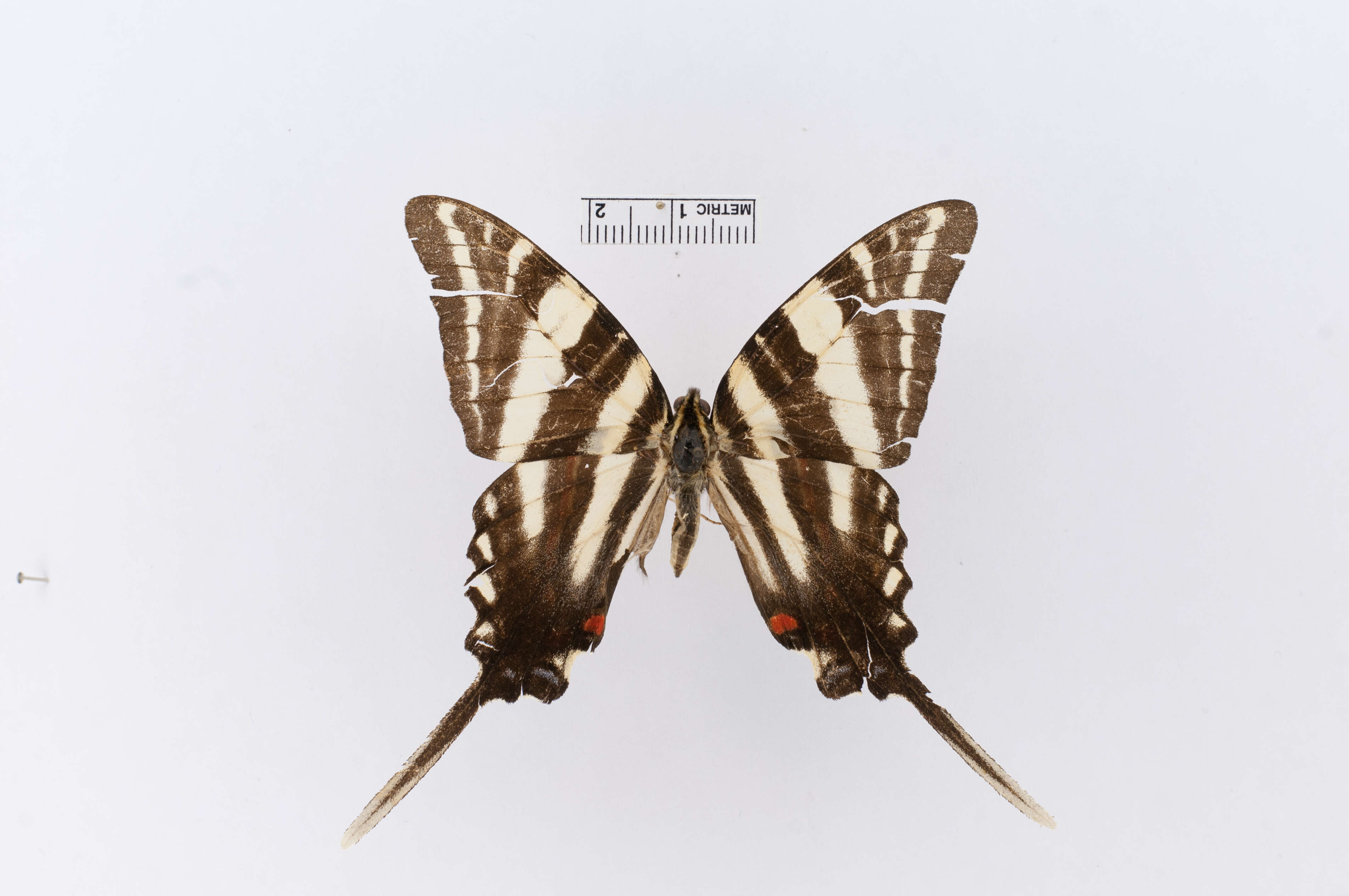 Image of Papilio marcus Fabricius 1787