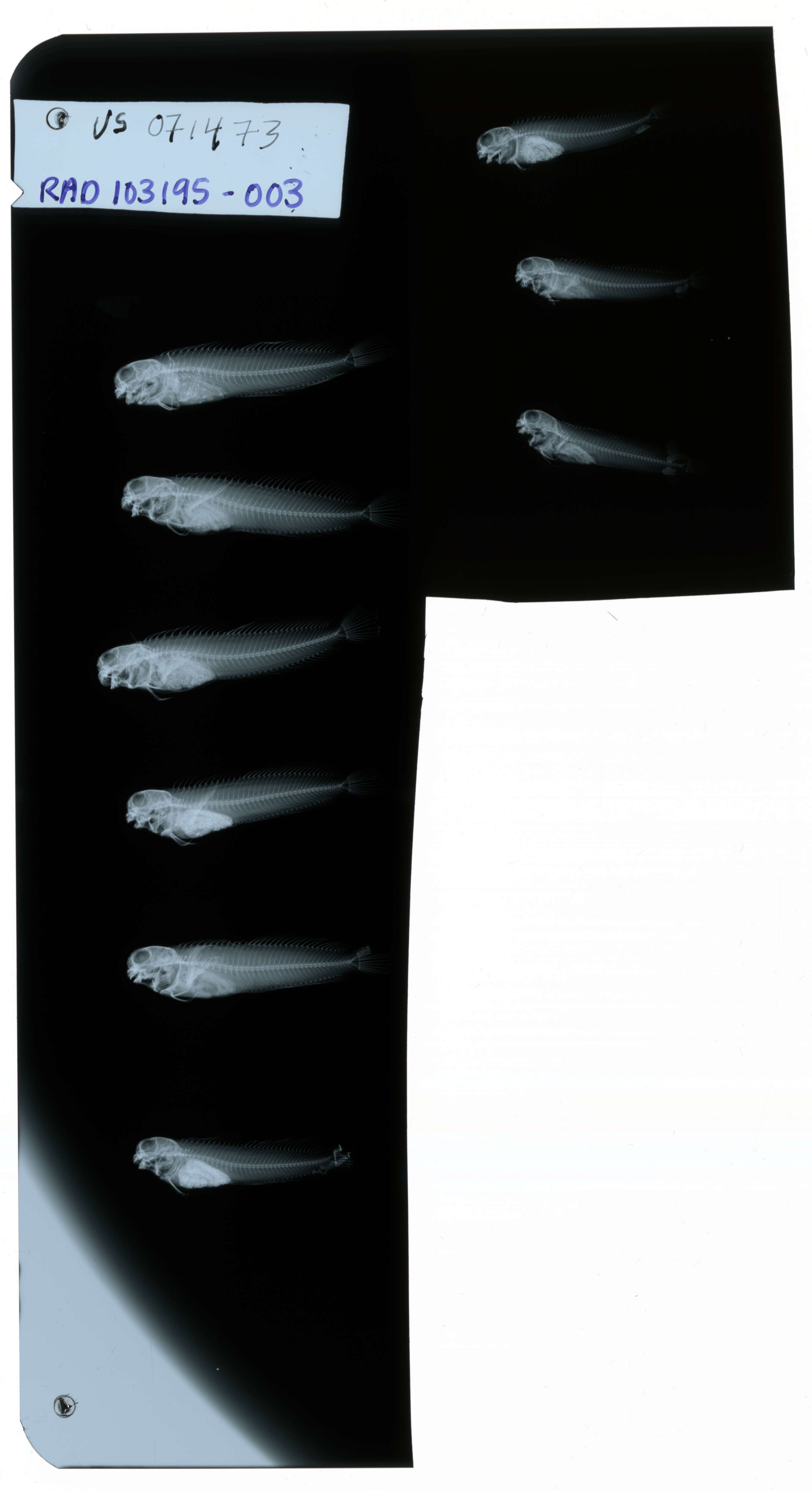 Image of Istiblennius edentulus (Forster & Schneider 1801)