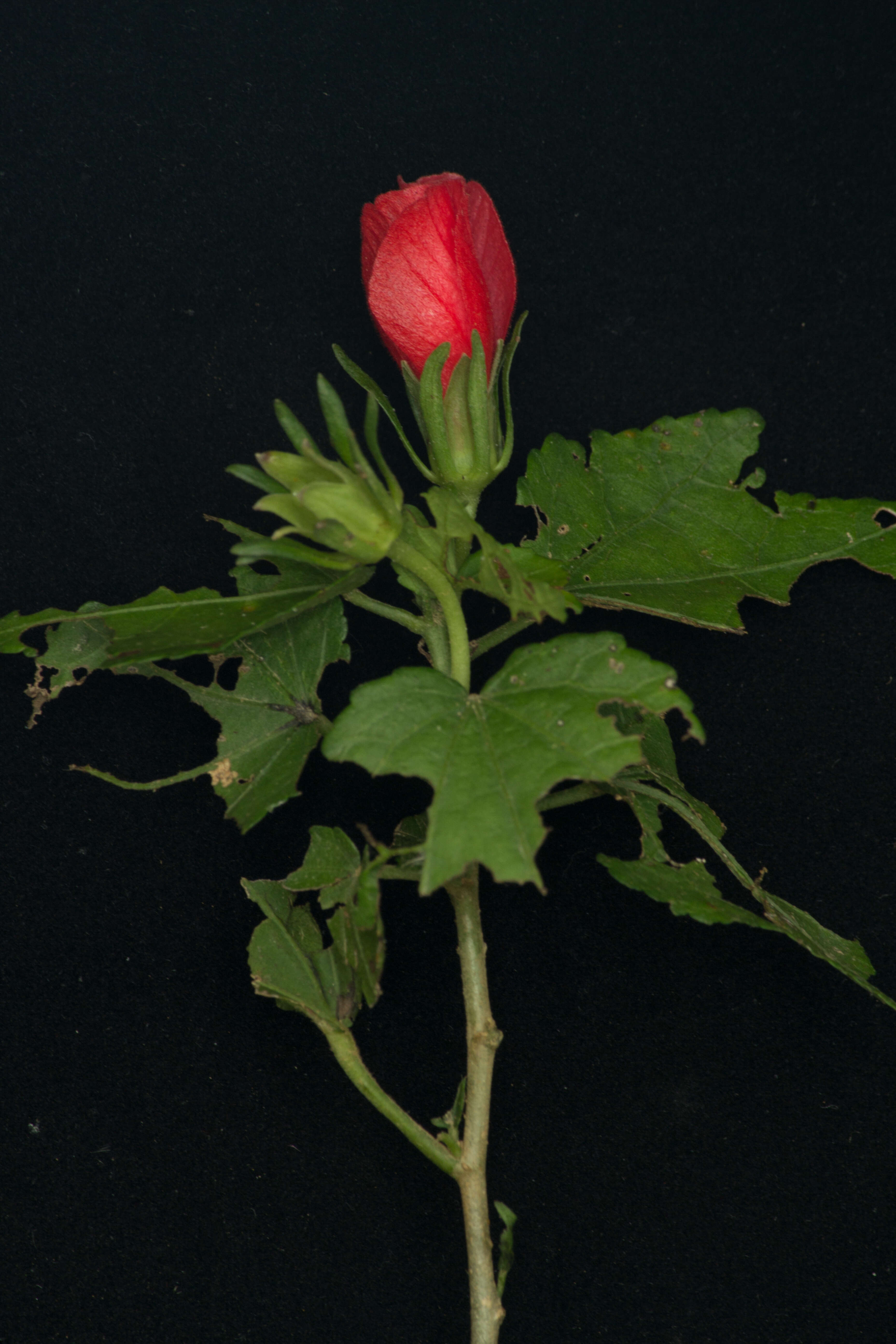 Image of wax mallow