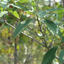Image of Symplocos tinctoria (L.) L'Her.