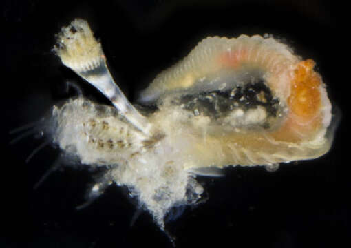 Image of Hard tube worm