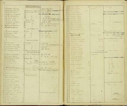 Pinicola enucleator leucura (Müller & Pls 1776) resmi