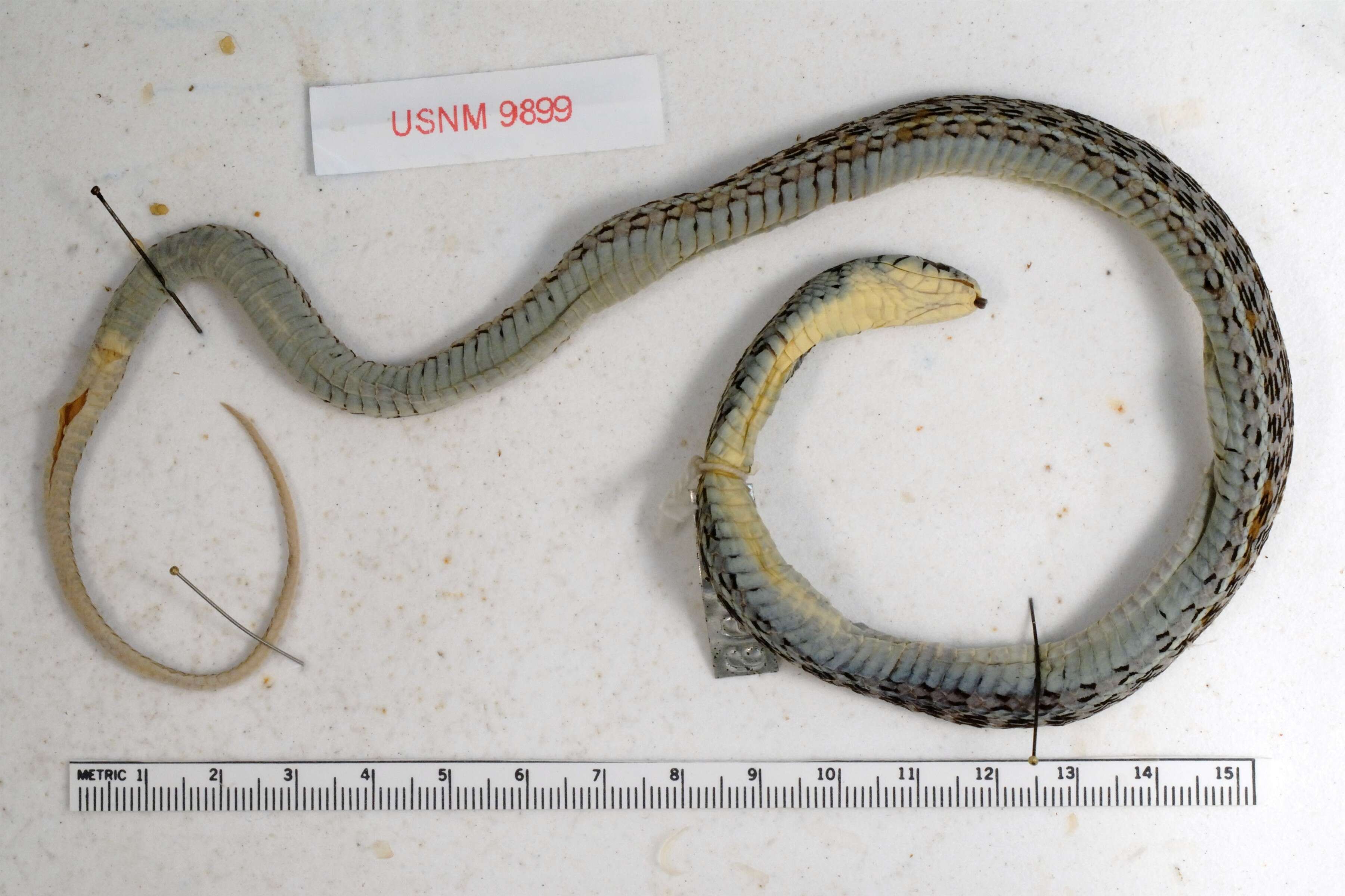 Image of Thamnophis pulchrilatus (Cope 1885)