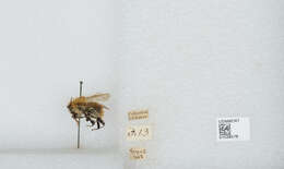 Image of Common carder bumblebee