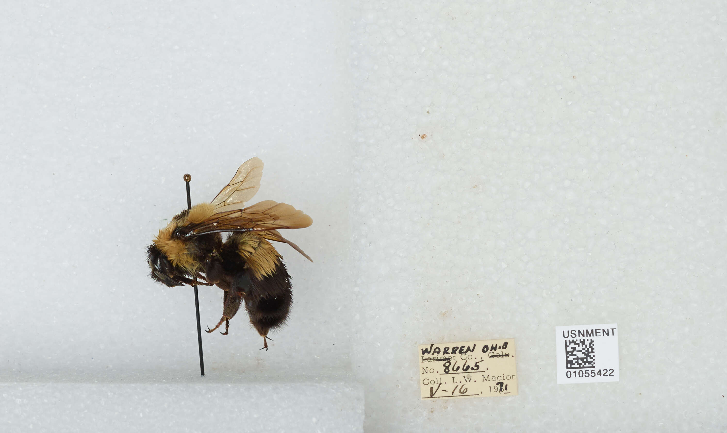 Слика од Bombus affinis Cresson 1864